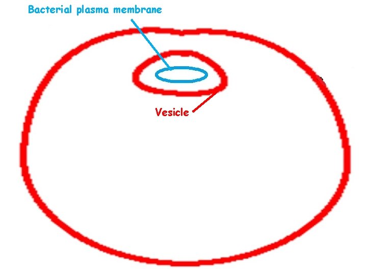 Bacterial plasma membrane Vesicle 