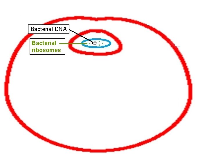 Bacterial DNA Bacterial ribosomes 