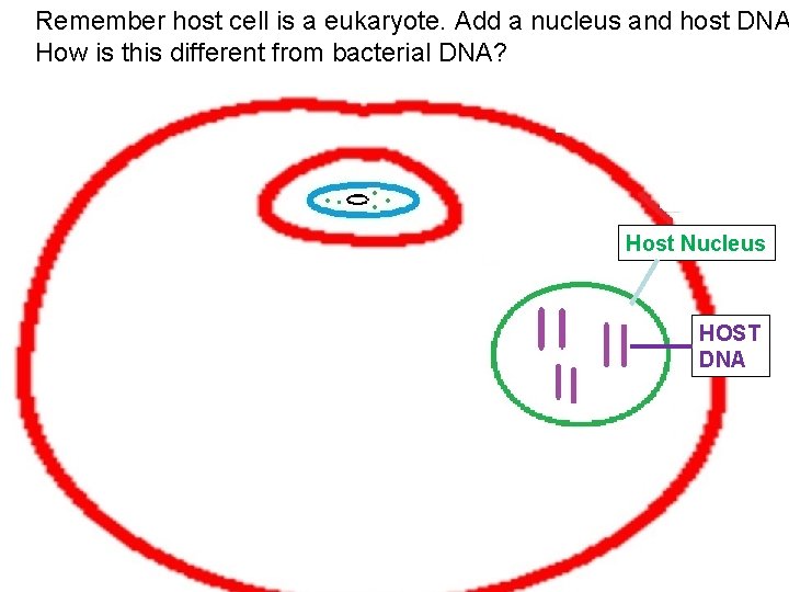 Remember host cell is a eukaryote. Add a nucleus and host DNA How is