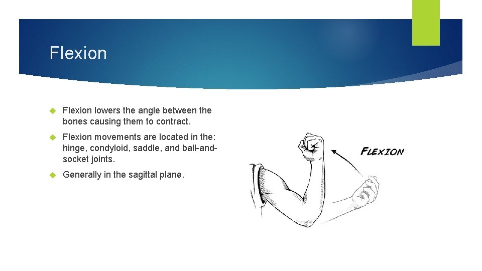 Flexion lowers the angle between the bones causing them to contract. Flexion movements are