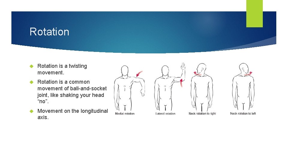 Rotation is a twisting movement. Rotation is a common movement of ball-and-socket joint, like