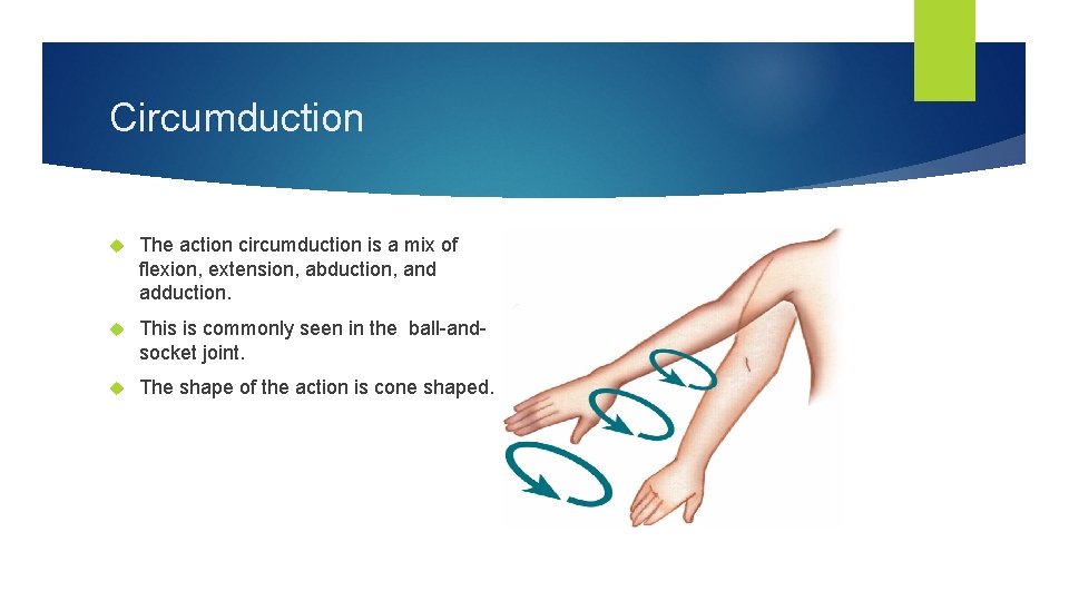 Circumduction The action circumduction is a mix of flexion, extension, abduction, and adduction. This