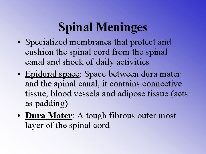 Spinal Meninges • Specialized membranes that protect and cushion the spinal cord from the