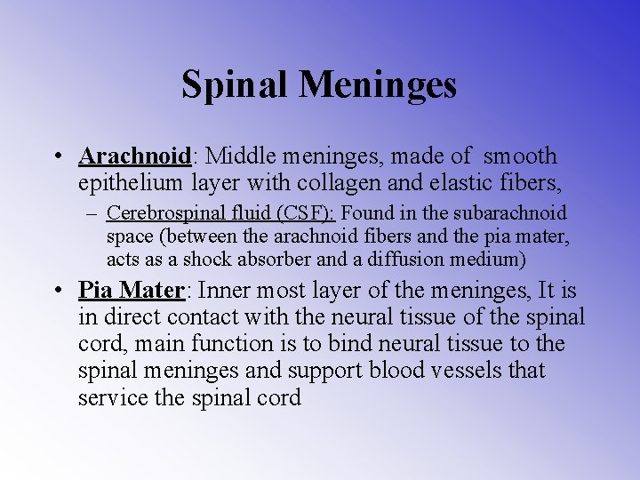 Spinal Meninges • Arachnoid: Middle meninges, made of smooth epithelium layer with collagen and
