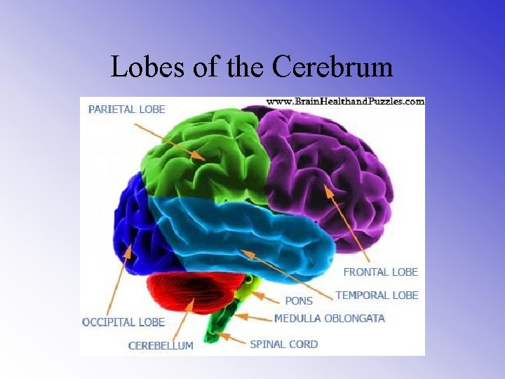 Lobes of the Cerebrum 
