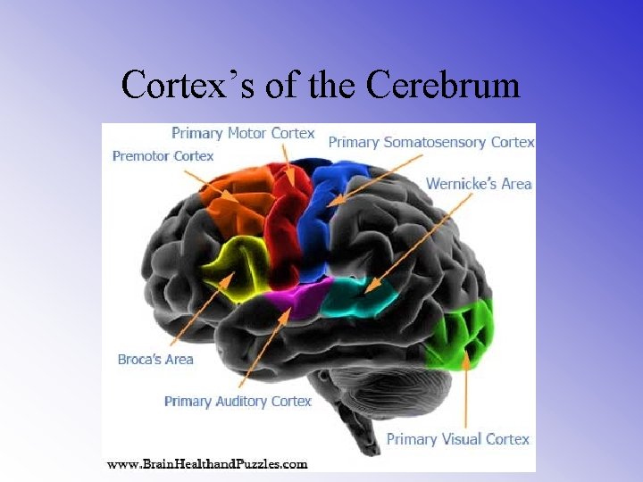 Cortex’s of the Cerebrum 