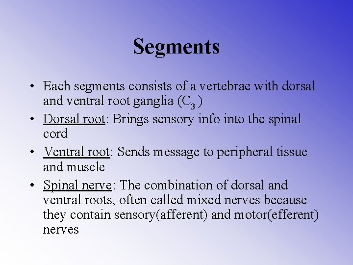 Segments • Each segments consists of a vertebrae with dorsal and ventral root ganglia