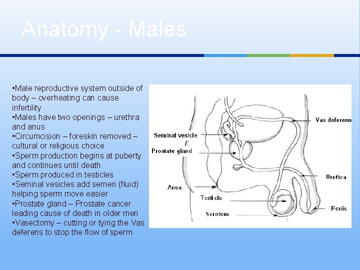 Anatomy - Males • Male reproductive system outside of body – overheating can cause