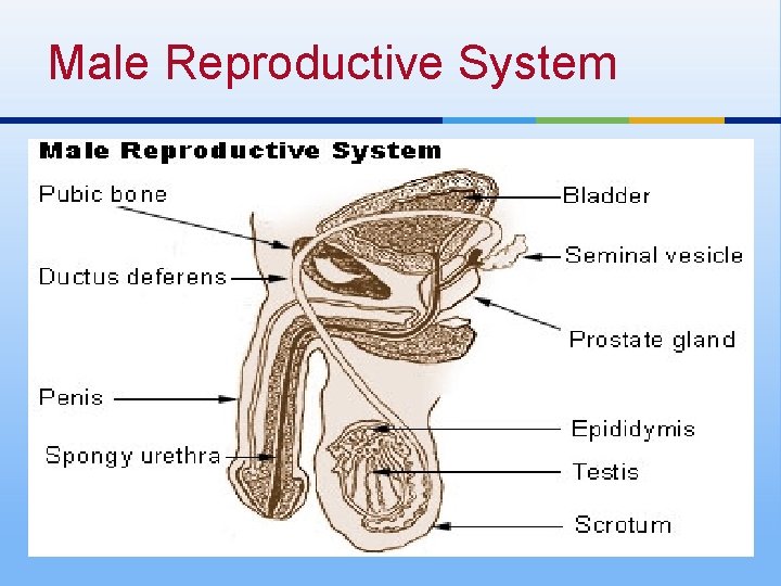 Male Reproductive System 