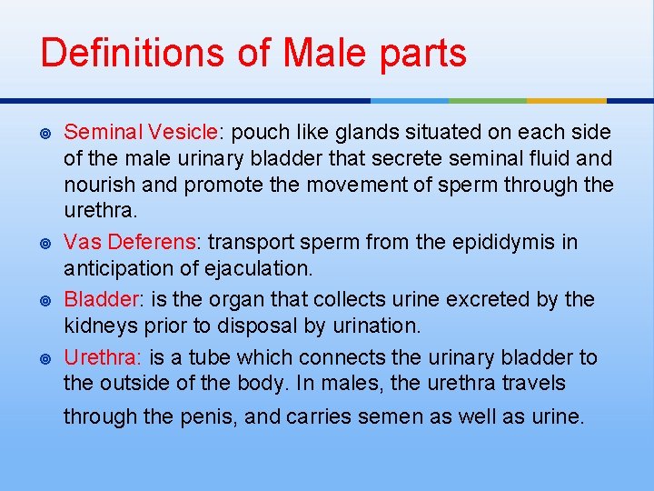 Definitions of Male parts ¥ ¥ Seminal Vesicle: pouch like glands situated on each