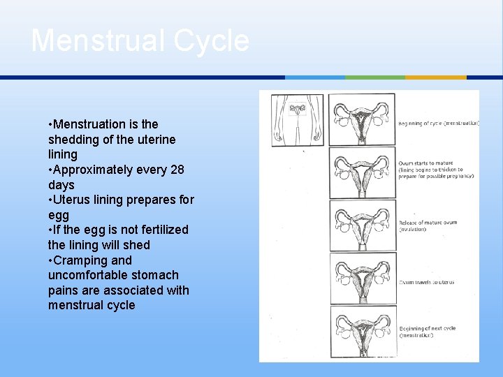 Menstrual Cycle • Menstruation is the shedding of the uterine lining • Approximately every