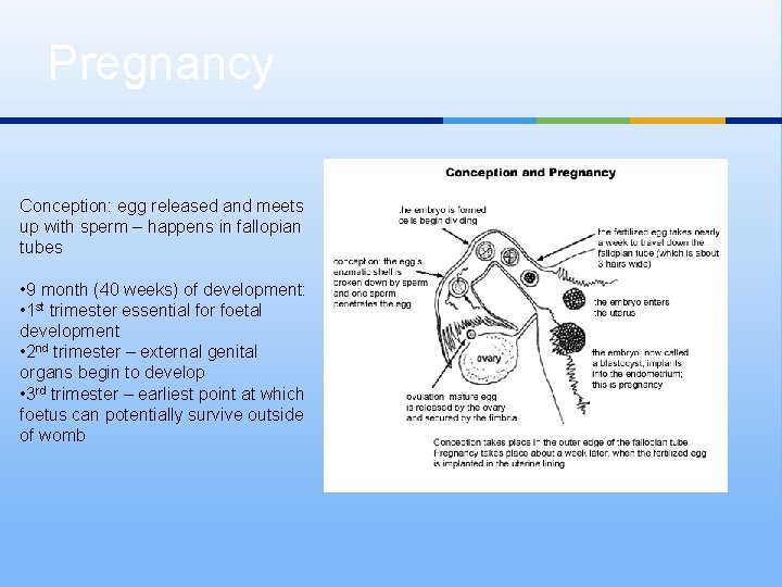 Pregnancy Conception: egg released and meets up with sperm – happens in fallopian tubes