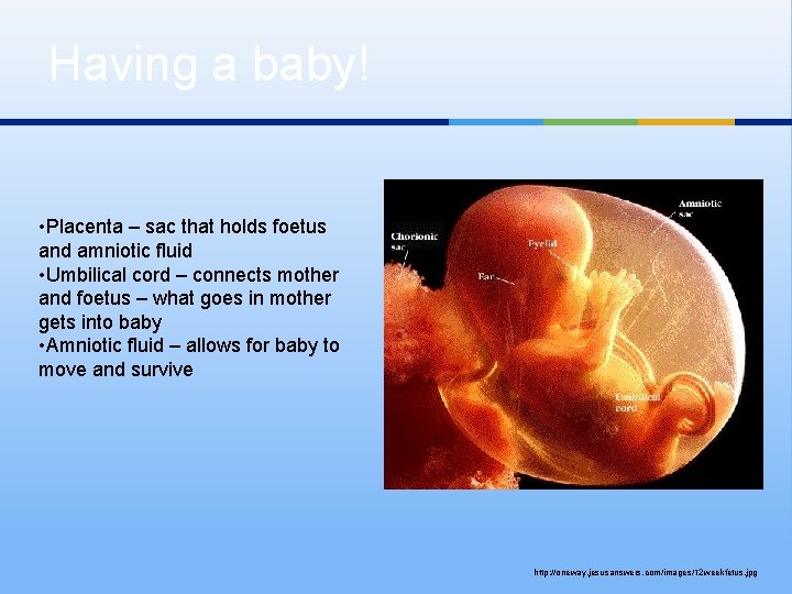 Having a baby! • Placenta – sac that holds foetus and amniotic fluid •