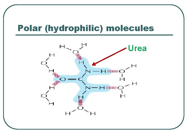 Polar (hydrophilic) molecules Urea 