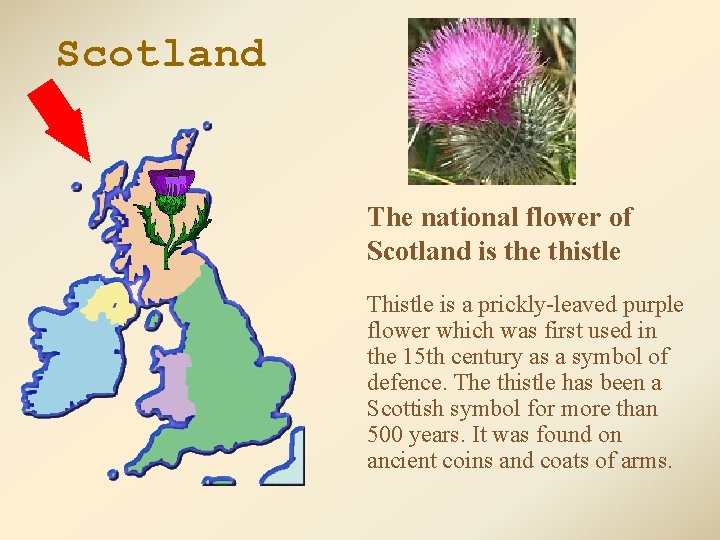 Scotland The national flower of Scotland is the thistle Thistle is a prickly-leaved purple