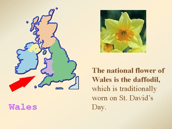 Wales The national flower of Wales is the daffodil, which is traditionally worn on