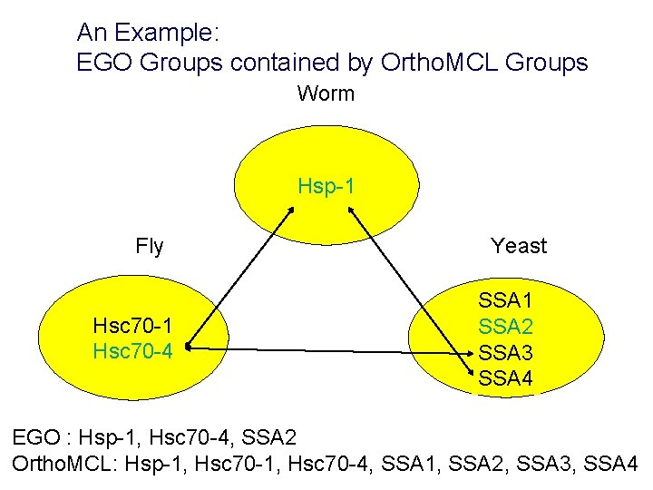 An Example: EGO Groups contained by Ortho. MCL Groups Worm Hsp-1 Fly Hsc 70