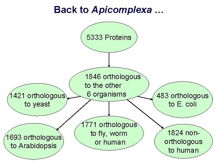 Back to Apicomplexa … 5333 Proteins 1421 orthologous to yeast 1693 orthologous to Arabidopsis