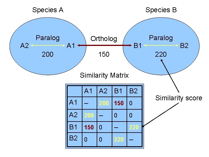 Species A Species B Paralog A 2 Paralog Ortholog A 1 200 B 1