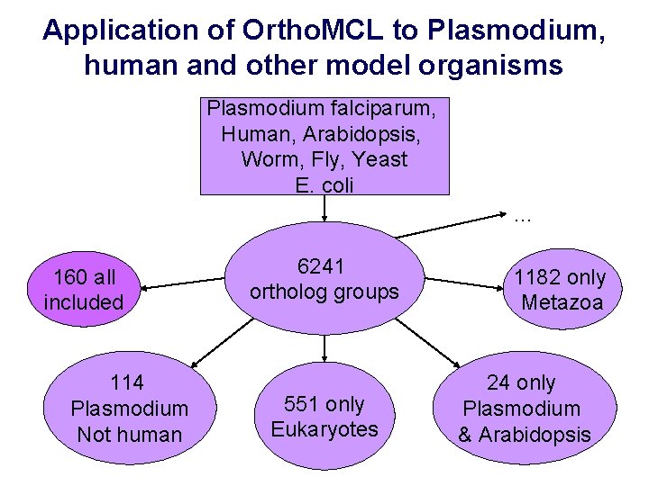 Application of Ortho. MCL to Plasmodium, human and other model organisms Plasmodium falciparum, Human,