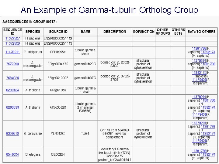 An Example of Gamma-tubulin Ortholog Group 