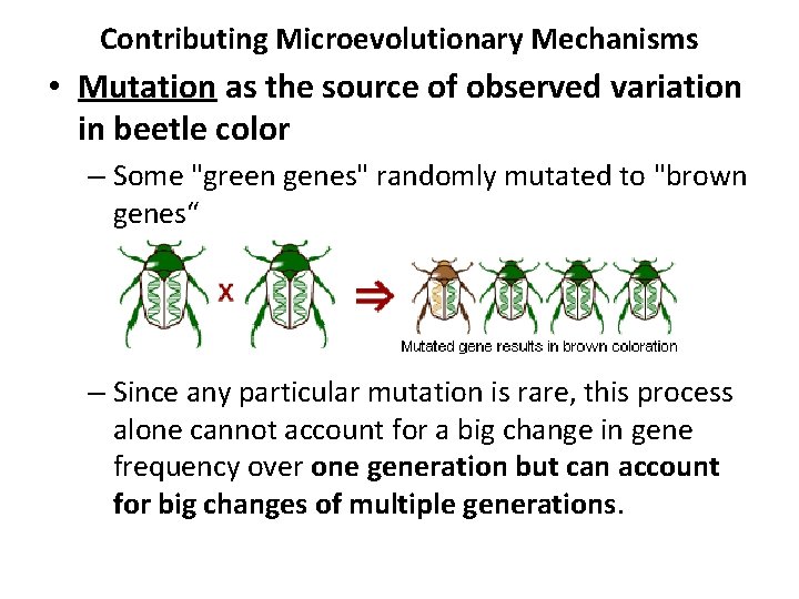 Contributing Microevolutionary Mechanisms • Mutation as the source of observed variation in beetle color