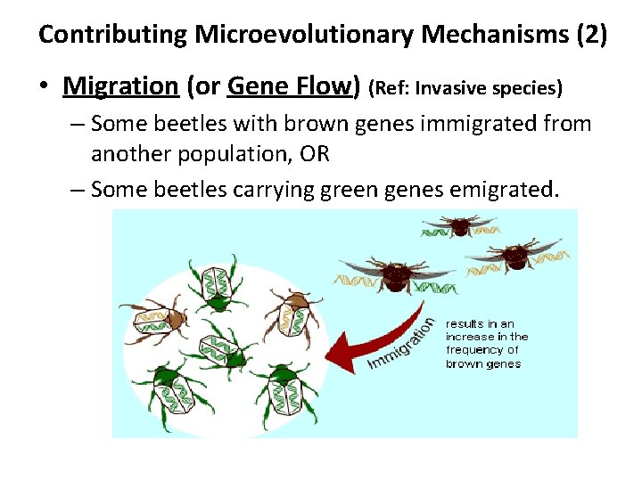 Contributing Microevolutionary Mechanisms (2) • Migration (or Gene Flow) (Ref: Invasive species) – Some