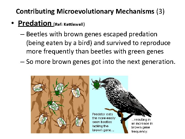 Contributing Microevolutionary Mechanisms (3) • Predation (Ref: Kettlewell) – Beetles with brown genes escaped