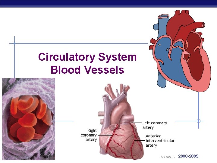 Circulatory System Blood Vessels Regents Biology 2008 -2009 