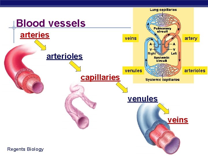 Blood vessels arteries veins artery venules arterioles capillaries venules veins Regents Biology 