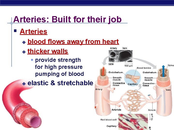Arteries: Built for their job § Arteries blood flows away from heart u thicker