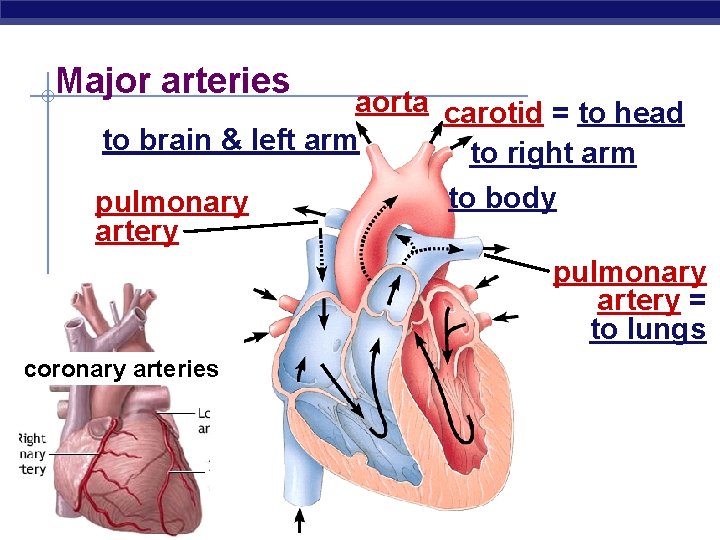 Major arteries aorta carotid = to head to brain & left arm to right