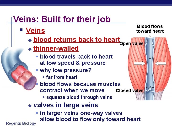 Veins: Built for their job § Veins Blood flows toward heart blood returns back