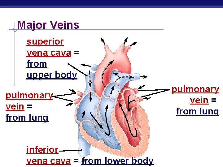 Major Veins superior vena cava = from upper body pulmonary vein = from lung