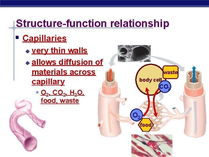 Structure-function relationship § Capillaries very thin walls u allows diffusion of materials across capillary