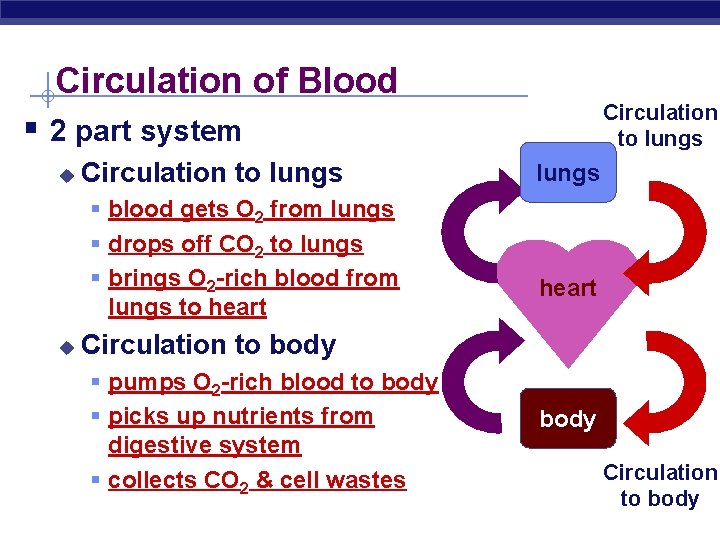 Circulation of Blood Circulation to lungs § 2 part system u Circulation to lungs