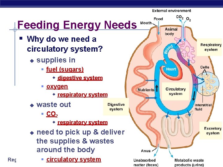 Feeding Energy Needs § Why do we need a circulatory system? u supplies in