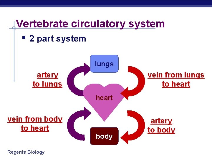 Vertebrate circulatory system § 2 part system lungs artery to lungs vein from lungs