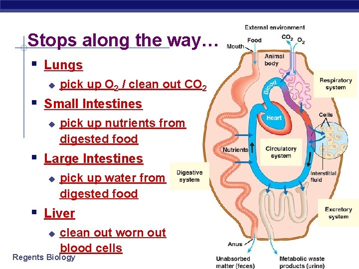 Stops along the way… § Lungs u pick up O 2 / clean out