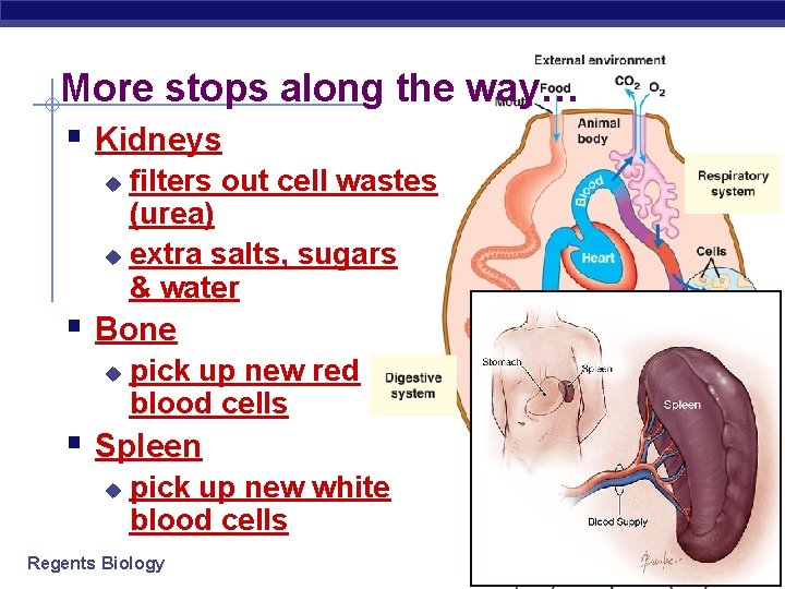 More stops along the way… § Kidneys filters out cell wastes (urea) u extra
