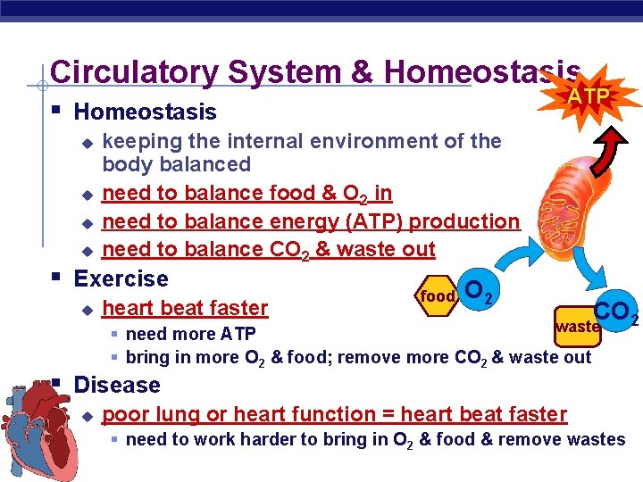 Circulatory System & Homeostasis ATP § Homeostasis u u keeping the internal environment of