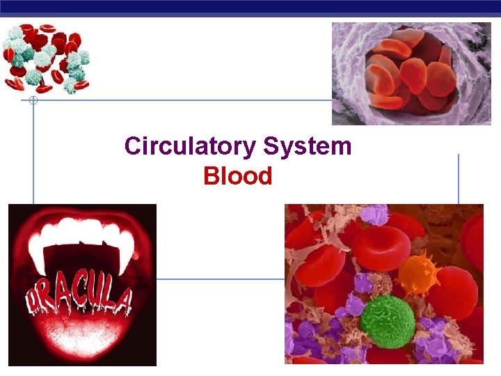 Circulatory System Blood Regents Biology 2008 -2009 