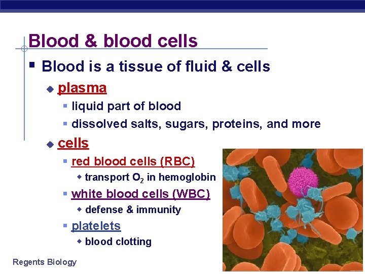 Blood & blood cells § Blood is a tissue of fluid & cells u