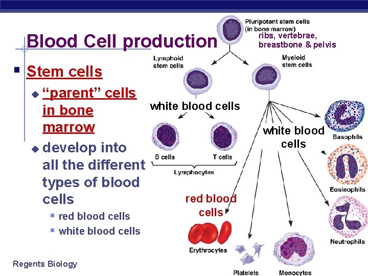 Blood Cell production ribs, vertebrae, breastbone & pelvis § Stem cells “parent” cells in