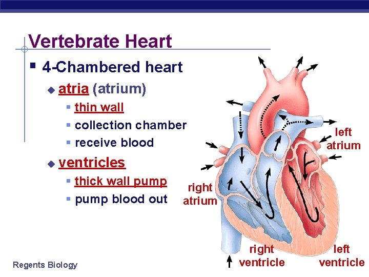 Vertebrate Heart § 4 -Chambered heart u atria (atrium) § thin wall § collection
