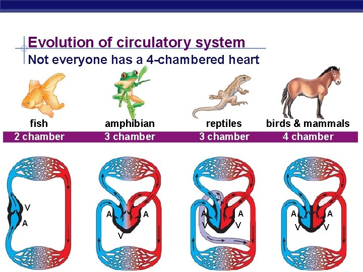Evolution of circulatory system Not everyone has a 4 -chambered heart fish 2 chamber