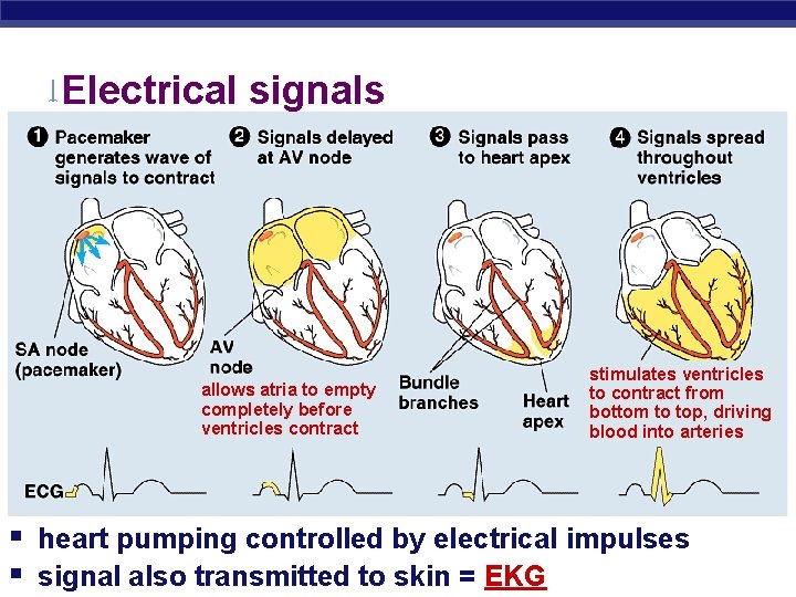 Electrical signals allows atria to empty completely before ventricles contract stimulates ventricles to contract