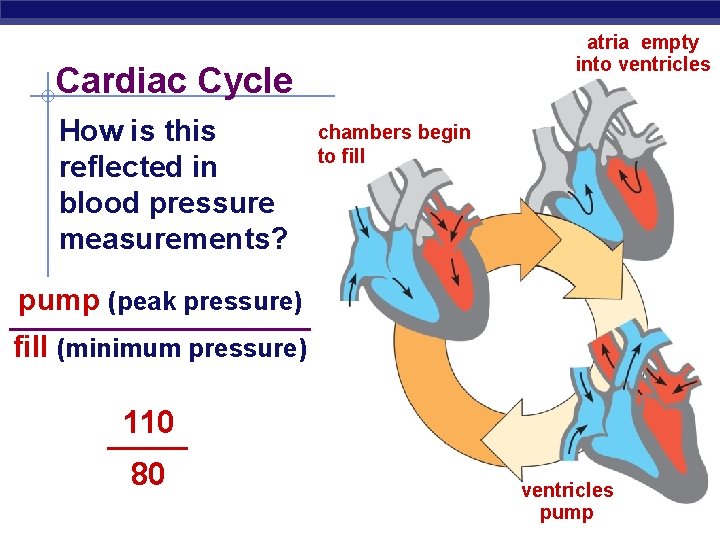atria empty into ventricles Cardiac Cycle How is this reflected in blood pressure measurements?