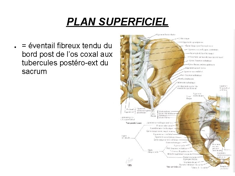 PLAN SUPERFICIEL ● = éventail fibreux tendu du bord post de l’os coxal aux