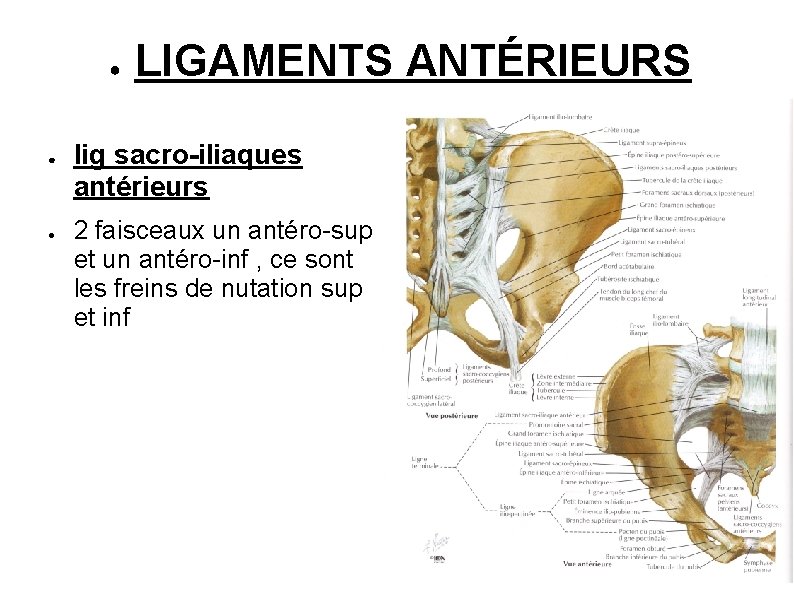 ● ● ● LIGAMENTS ANTÉRIEURS lig sacro-iliaques antérieurs 2 faisceaux un antéro-sup et un
